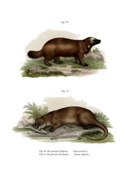 Wolverine, 1860